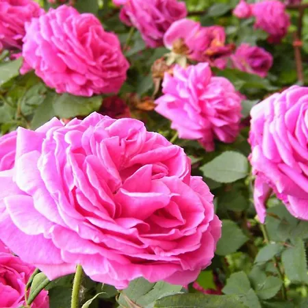 Il Nido Di Rondine *