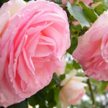 Апартаменты Il Nido Di Rondine *