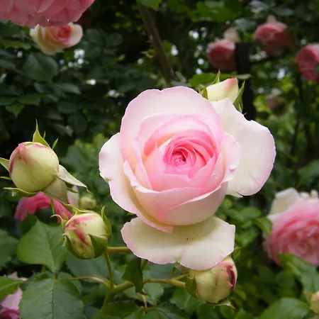 Il Nido Di Rondine * Одерцо