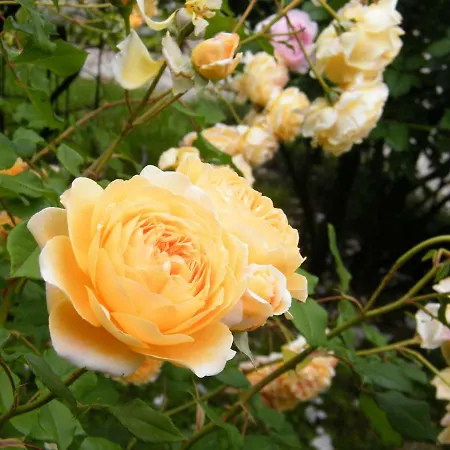 Il Nido Di Rondine *