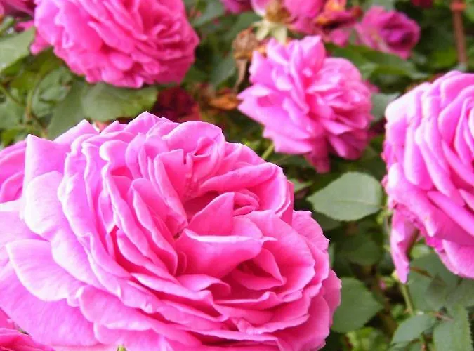 Il Nido Di Rondine *