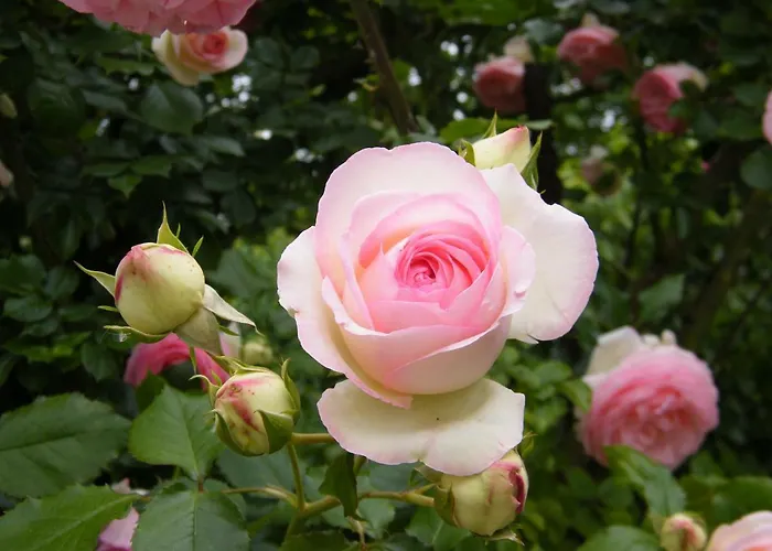 Il Nido Di Rondine * Oderzo