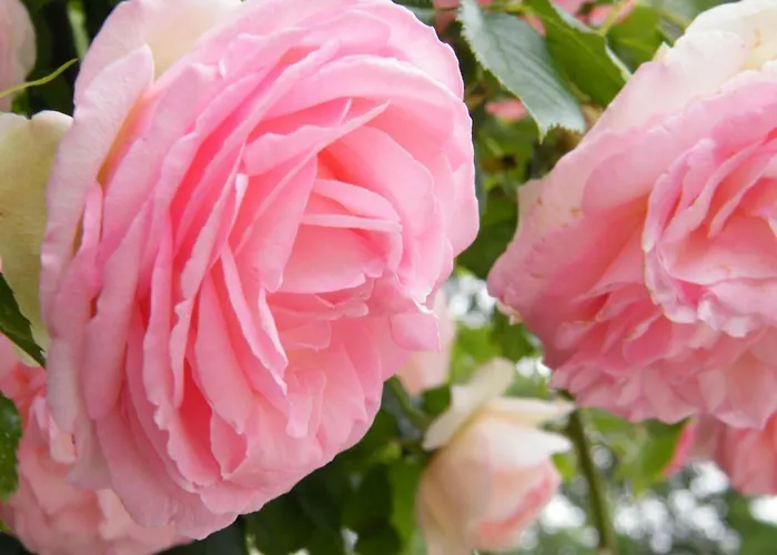 Lejlighed Il Nido Di Rondine *