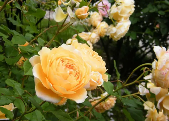 Il Nido Di Rondine *